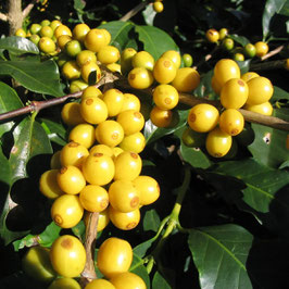 YELLOW CATURRA