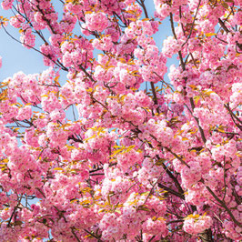 Kirschblüte