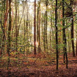 Sonnenuntergang im Wald