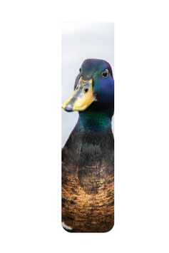 Ente