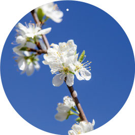 Pflaumenblüte