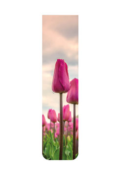Tulpen