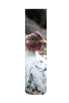 Huhn