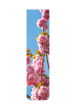 Kirschblüte