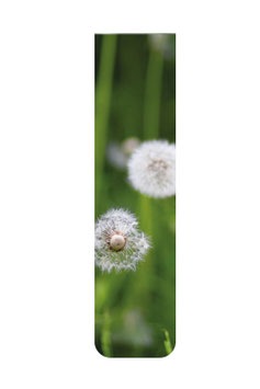 Pusteblume