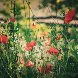 Klatschmohn
