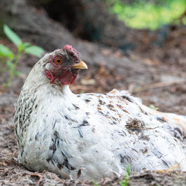 Huhn