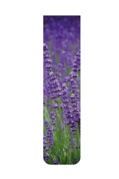 Lavendel