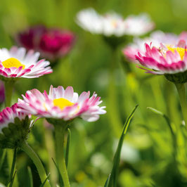 Gänseblümchen