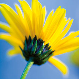 Sonnenblume
