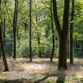 Sonnenlicht im Wald