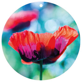 Papaver