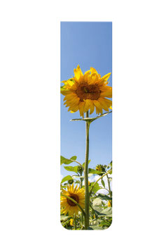Sonnenblume
