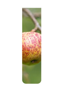 Apfel