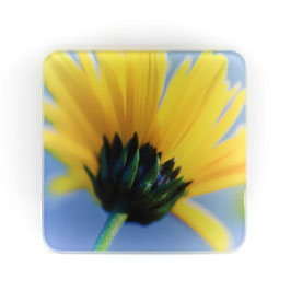 Blume 22