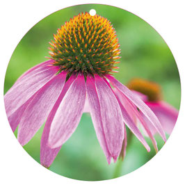Echinacea