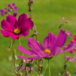 Cosmea