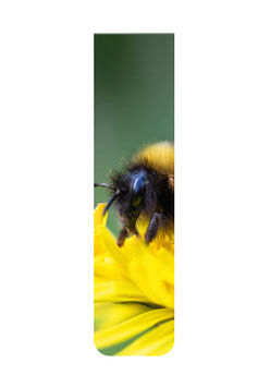 Hummel