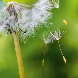 Pusteblume