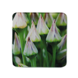 Blume 13
