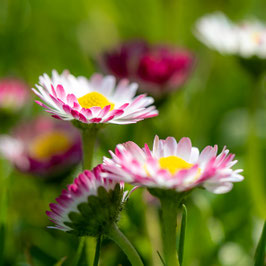 Gänseblümchen