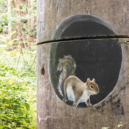 Eichhörnchen