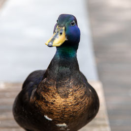 Ente