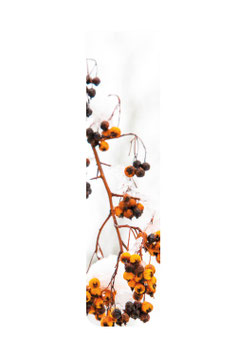 Beeren