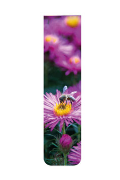 Aster