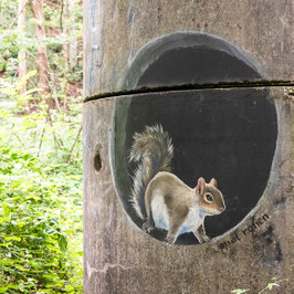 Eichhörnchen