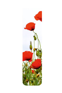Klatschmohn