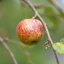 Apfel