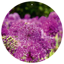 Allium Lila