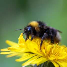 Hummel