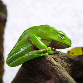 grüner Frosch