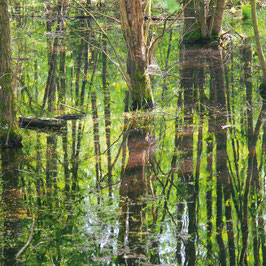 Spiegelwald