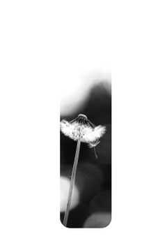 Pusteblume sw