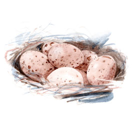 Oeufs d'hirondelles rustiques