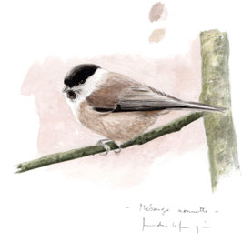 Mésange nonette