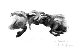 Mouflons - Le combat