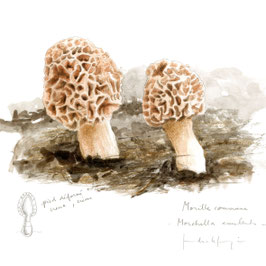 Morilles