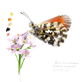 Aurore de la cardamine