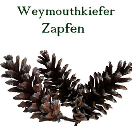 Weymouthkiefer-Zapfen