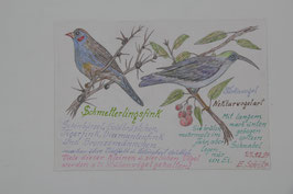 A4 handgezeichnetes Bild Buntstift Beschriftung "Schmetterlingfink" "Nektarvogelart" E. Schulz