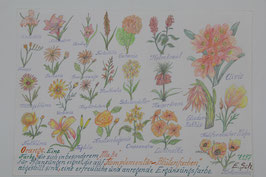 A3 handgezeichnetes Bild Buntstift  "Blüten in orange" E. Schulz