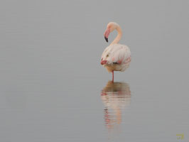 SAB 02/09 | Birdwatching Salina: Valle dell'Ofanto | Puglia
