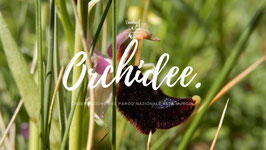 OGNI SAB | Alla ricerca delle orchidee spontanee dell'Alta Murgia | Puglia