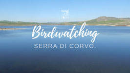 SAB 21/03 | Birdwatching Lago Serra di Corvo: Fossa Bradanica | Basilicata