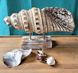 Houten schelp op sokkel