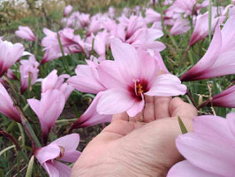 Zephyranthes: single large flower ：　Jumbo